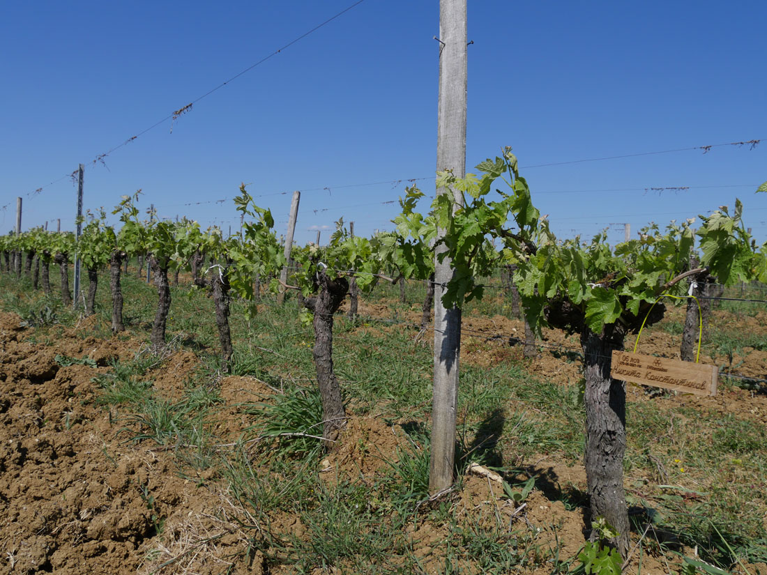 Виноградник на урожай